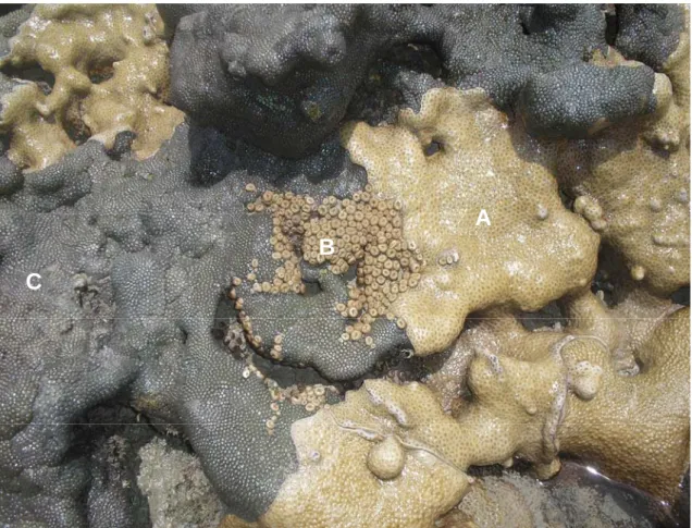 Figura 02: Fotografia mostrando o aspecto geral das colônias de Zoantídeos em  habitat natural (Praia de Paracuru – Ce), durante a maré baixa
