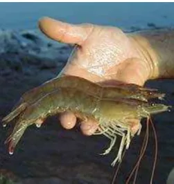 FIGURA 3 - Camarão Litopenaeus vannamei 