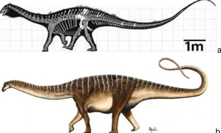 Figura  15.  Amazonsaurus  maranhensis:  a  -  ossos  encontrados  em  branco  e  reconstruídos  em  cinza  (http://felipe- (http://felipe-elias-portfolio.blogspot.com); b - reconstrução no desenho de Ariel Milani (www.faperj.br)