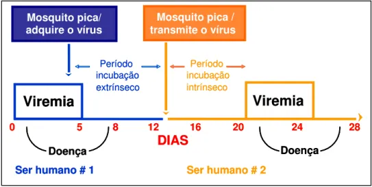 Figura 5: Transmissão do vírus Dengue pelo Aedes aegypti.  