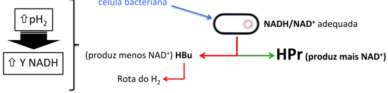 Figura 4.1 –  Esquema mostrando a influência da elevada pressão parcial de hidrogênio (pH 2 )  no aumento do rendimento de ácido propiônico (HPr)