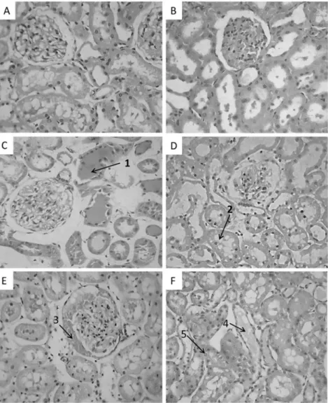 Fig. 2. Histological analysis of the kidneys perfused with BjSv and BjSEv. No changes were observed in glomeruli and tubules in controls: kidneys perfused with Krebs-Henseleit solution (A) and kidneys not perfused (B)