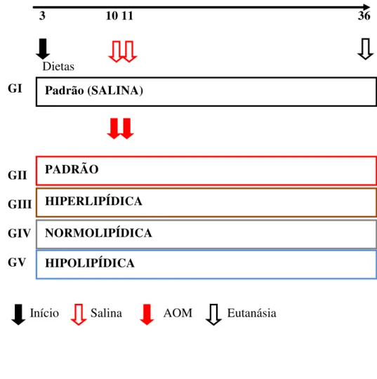 Figura 1 – Delineamento do experimento: 60 ratos, 3 semanas de vida, distribuídos em 5 grupos conforme  dietas, GI- Dieta Padrão; GII- Dieta Padrão; GIII- Dieta Hiperlipídica; GIV- Dieta Normolipídica; GV-  Dieta Hipolipídica