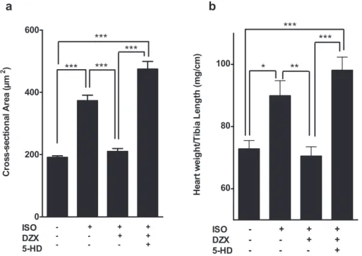 Fig. 1. MitoKATP opening attenuates cardiac hypertrophy in vivo. a, Bar graph showing quantitative analysis of cross-sectional area of myocytes stained with hematoxylin and eosin (400) 8 days after isoproterenol (ISO), diazoxide (DZX), or 5-hydroxydecanoat
