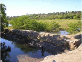 Figura 5 - Construção clandestina de taludes dentro da área de manguezal, Ilha no Pirangi, Fortim- Ce, 2005
