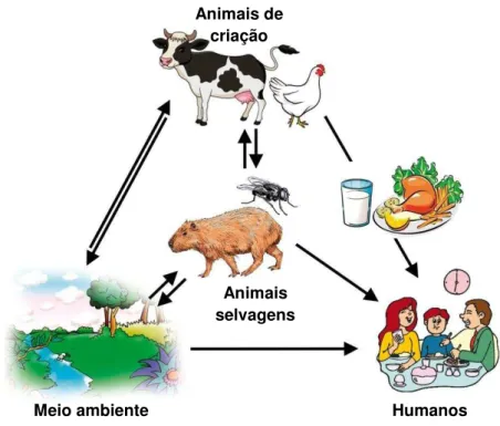 FIGURA 2: Fontes de transmissão de C. jejuni para os seres humanos. 