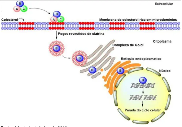 FIGURA 5 -Ação da Toxina Citoletal Distensora (CDT) produzida por C. jejuni na  célula do hospedeiro