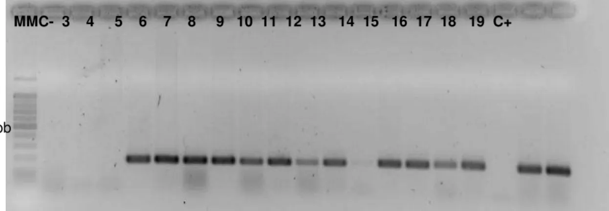 FIGURA 6: Gel de agarose representativo a amplificação do gene hipO (176pb). 