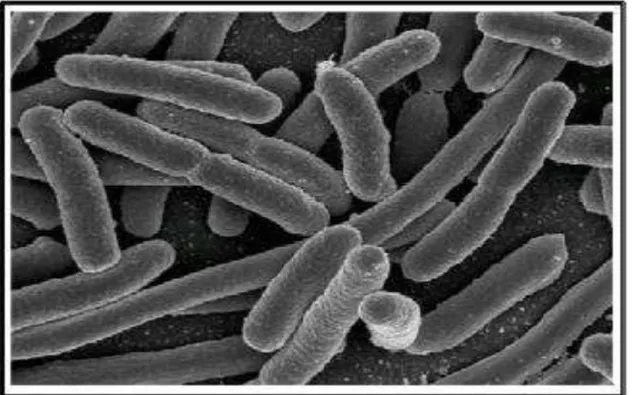 Figura  2:  Micrografia  eletrônica  de  varredura  de  E.  coli  em  cultura,  mostrando  sua  morfologia em bacilo