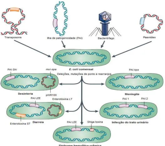 Figura  3  – Contribuição  dos  elementos  genéticos  móveis  para  evolução  de  E.  coli  patogênica
