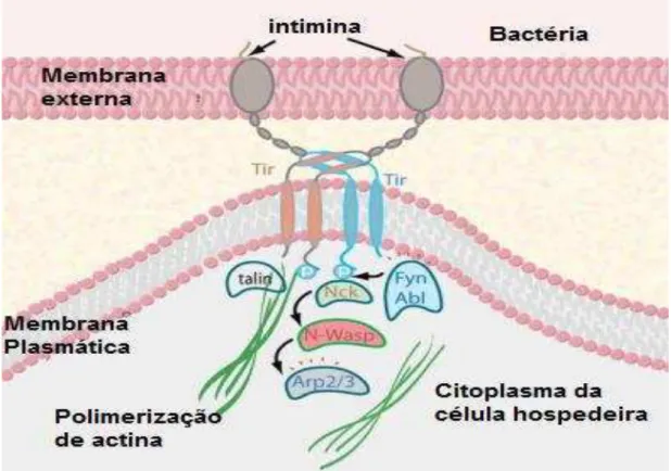 Figura 7 - Estágio da infecção por EPEC e a interação entre intimina/Tir. 