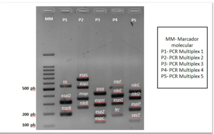 Figura 8:  Visualização das bandas obtidas após amplificação por PCR dos genes  de fatores de virulência