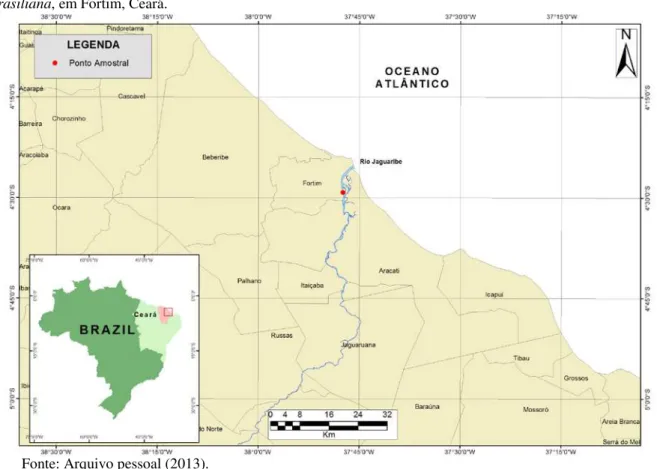 Figura 1 - Mapa do Estuário do Rio Jaguaribe, mostrando a localização do ponto de coleta de Anomalocardia  brasiliana, em Fortim, Ceará