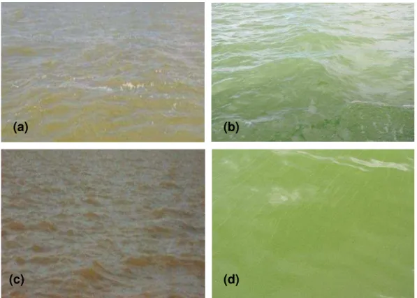 Figura  2.7.  Colorações  das  águas  do  açude  Orós  encontradas  ao  longo  do  percurso de coletas: a) Faé; b) P5; c) P2; d) P6