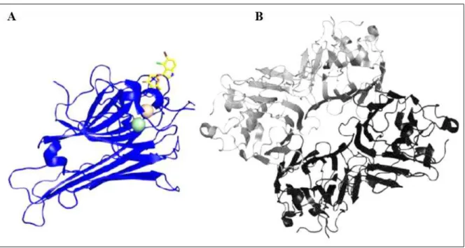 Figura  3.  Estrutura  tridimensional  da  lectina  recombinante  de  sementes  de  Dioclea grandiflora  (DGL)