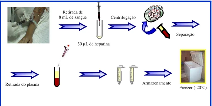 Figura 3 – Esquema do procedimento de coleta de sangue e separação de amostras  plasmáticas 