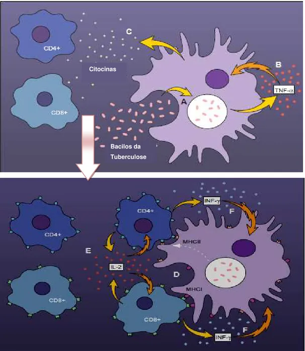 Figura  3:  Papel  do  fator  de  necrose  tumoral  (TNF- α) na resposta imune adquirida à infecção tuberculosa