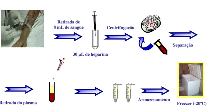 FIGURA 8 – Esquema do procedimento de coleta de sangue e separação de amostras  plasmáticas 