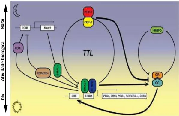 Figura 4 - Interações entre o sistema circadiano e o eixo HPA 