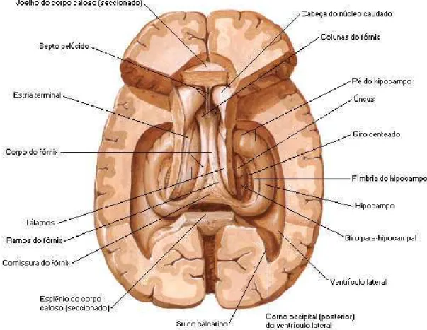 Figura 04: Vista superior do hipocampo 
