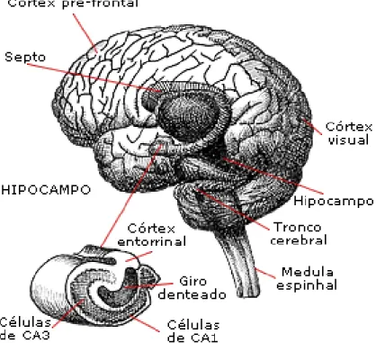 Figura 05: A anatomia do cérebro e a representação transversal do hipocampo 