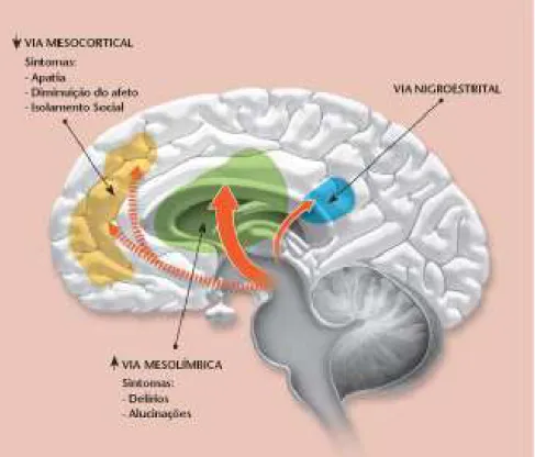 Figura  07:  Vias  de  neurotransmissão  dopaminérgica  envolvidas  nos  sintomas  da  esquizofrenia 