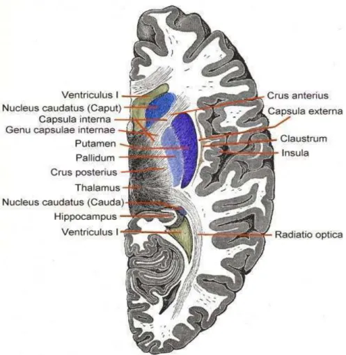 Figura 08: Corte Transversal do Cérebro. 