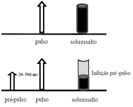 Figura 9: Esquema simplificado do mecanismo de inibição pré-pulso do reflexo de  sobressalto acústico (PPI)