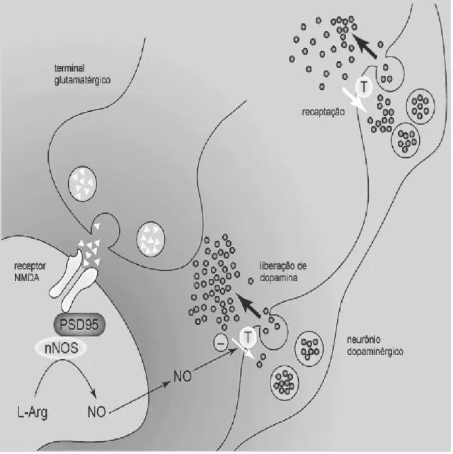 Figura  11:  Ilustração  da  liberação  do  NO  a  partir  da  ativação  dos  receptores  glutamatérgicos do tipo NMDA e sua interferência na terminação dopaminérgica