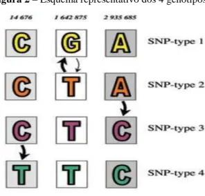 Figura 2 – Esquema representativo dos 4 genótipos de SNPs 