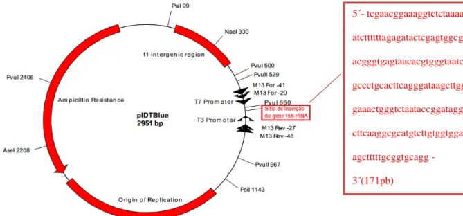 Figura 5 – Imagem gráfica do plasmídeo pIDTBlue confeccionado pela empresa Integrated DNA Techonologies  (IDT®)   