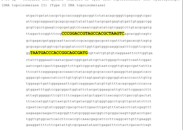 Figura  8  -  Localização  do  iniciador  gyrA-Forward  e  sequência  complementar  do  iniciador  gyrA-Reverse (mostrado sob marcação) no gene ML0006 (gyrA) 3750 pb  do Mycobacterium  leprae