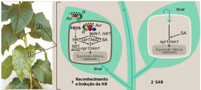 Figura  1  –  Interação  entre  o  produto,  AVR,  do  gene  de  avirulência  do  patógeno  e  o  produto,  R,  do  gene  de  resistência  da  planta