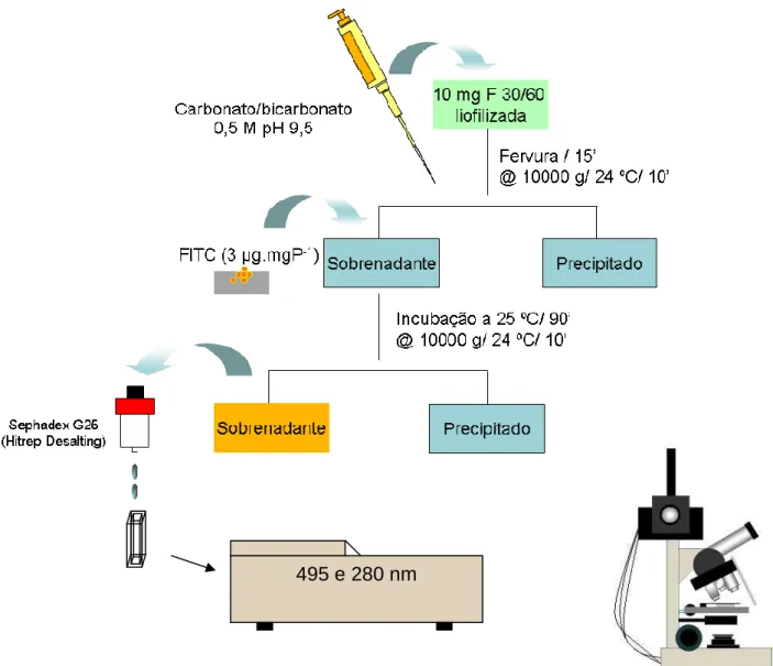 FIGURA  8  –  Desenho  esquemático  representando  os  passos  envolvidos  desde  o  processo  de  conjugação do isotiocianato de fluoresceína às proteínas presentes na fração F 30/60, até as análises  microscópicas