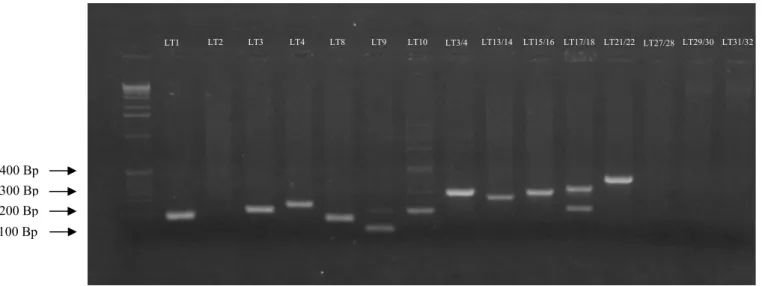 Figura 6 – Amplificações em gel de agarose submetidas a eletroforese de reações de polimerase em cadeia (PCR) do  isolado 32 (Tabela 1) de Lasiodiplodia theobromae com 15 iniciadores que flanqueiam regiões contendo  marcadores microssatélites
