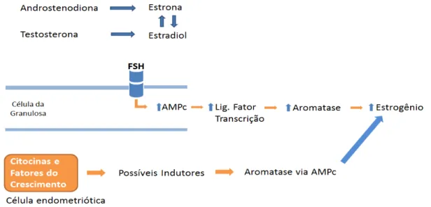 Figura 2  –  Mecanismo de produção do estrogênio via AMPc 