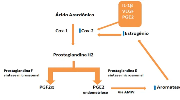 Figura 3 - Mecanismo de produção do estrogênio via ciclooxigenase 