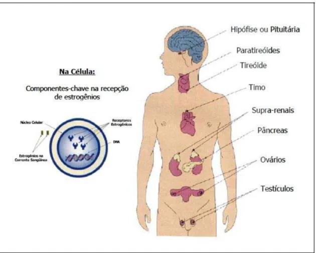 Figura 1 Algumas glândulas, órgão e tecidos que enviam e recebem mensagens hormonais no  corpo