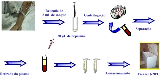 Figura 11. Esquema do procedimento de coleta de sangue e separação de  amostras plasmáticas
