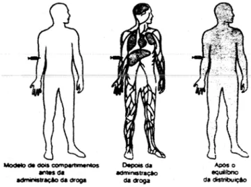 Figura 9. Distribuição de fármacos no organismo. 