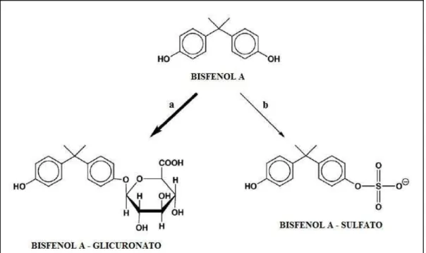 Figura 2   Principais vias de biotransformação do bisfenol A em humanos e roedores: 