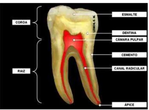 Figura 1- Anatomia interna de um dente. 