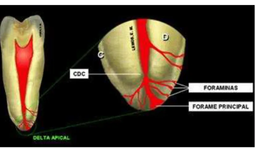 Figura 2 - Anatomia apical 