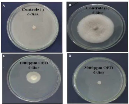 Figura 2. Efeito das concentrações de OED no crescimento micelial de  C. gloesporiodes,  após  6 dias de incubação