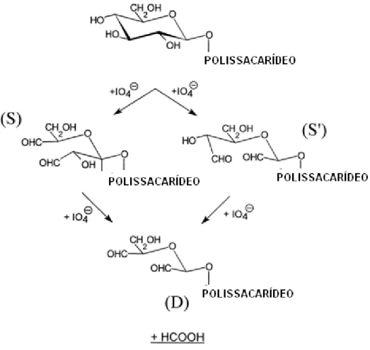 Figura  7.  Esquema  da  reação  seletiva  de  oxidação de  uma  unidade  de  glucose da  cadeia lateral de um polissacarídeo [Maeda e col