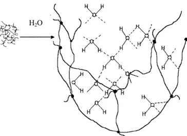 Figura  10.  Formação  da  rede  tridimensional  do  hidrogel  com  o  processo  de  intumescimento [Rudzinski e col