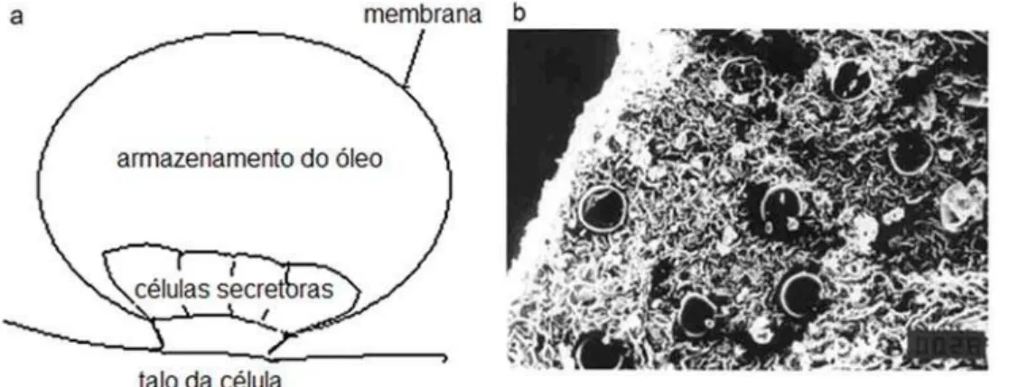 Figura  1  –  (a)  Estrutura  do  tricoma  glandular  de  espécies  da  família  Lamiaceae  e  (b)  imagem  de  tricomas  na  superfície  da  folha  de  hortelã  por  microscopia eletrônica de varredura