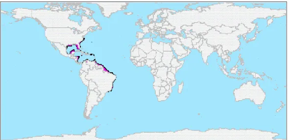 Figura  3.  Área  de  ocorrência  da  lagosta  espinhosa  Panulirus  argus  no  cenário mundial