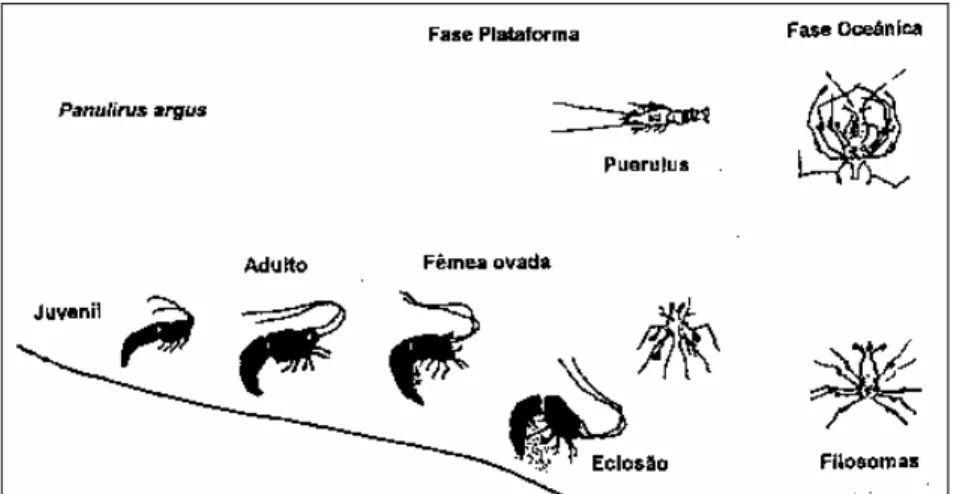 Figura 4. Ciclo de vida da lagosta Panulirus argus (adaptado de IZQUIERDO et al.,  1990 apud IGARASHI, 1996)