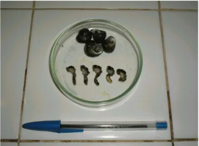 Figura 14. Detalhe do molusco  Tegula sp., utilizado como dieta durante o período  de  desenvolvimento  de  juvenis  recentes  da  lagosta  Panulirus  argus  sob  diferentes temperaturas em laboratório
